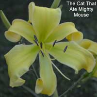 The Cat That Ate Mighty Mouse