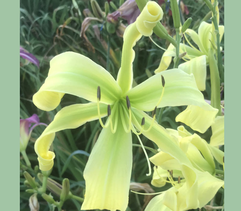 Ancillary Jurisdiction