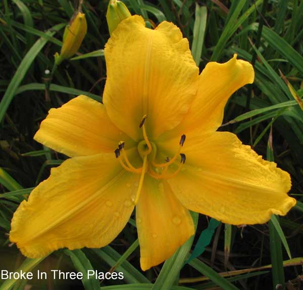 Broke In Three Places