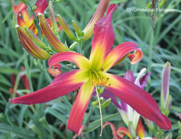 CIRCUMSTANTIAL EVIDENCE