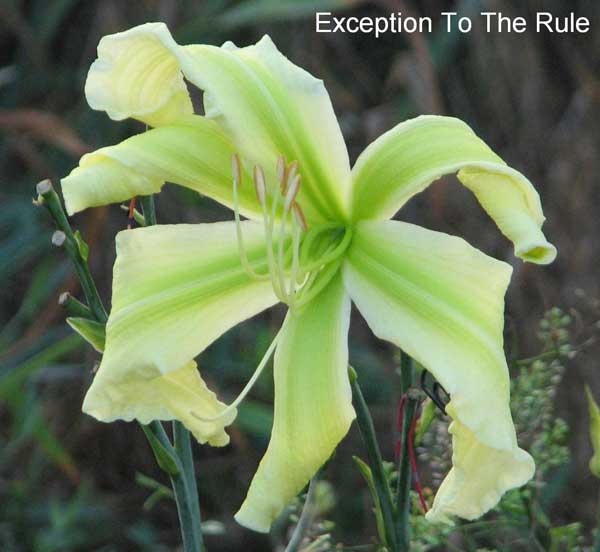 EXCEPTION TO THE RULE