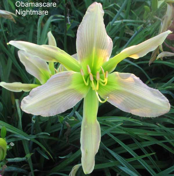 OBAMASCARE NIGHTMARE