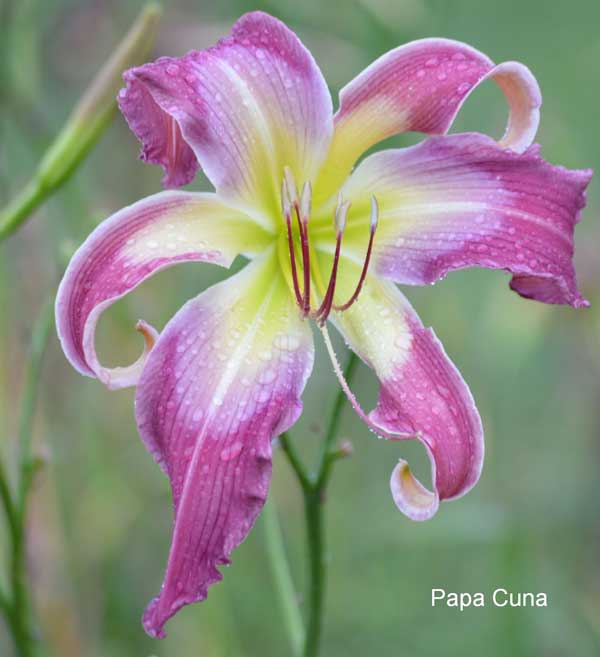 PAPA CUNA