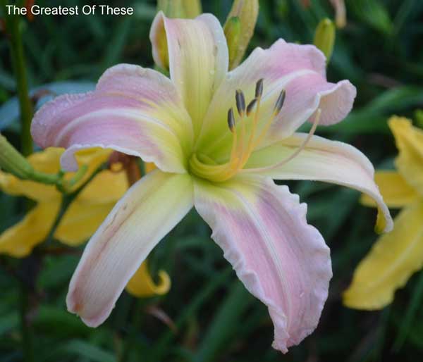 THE GREATEST OF THESE