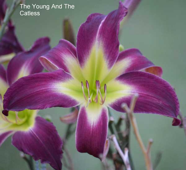 THE YOUNG AND THE CATLESS