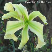 exception_to_the-_rule