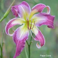 papa_cuna