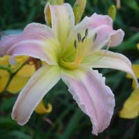 the_greatest_of_these