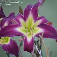 the_young_and_the_catless