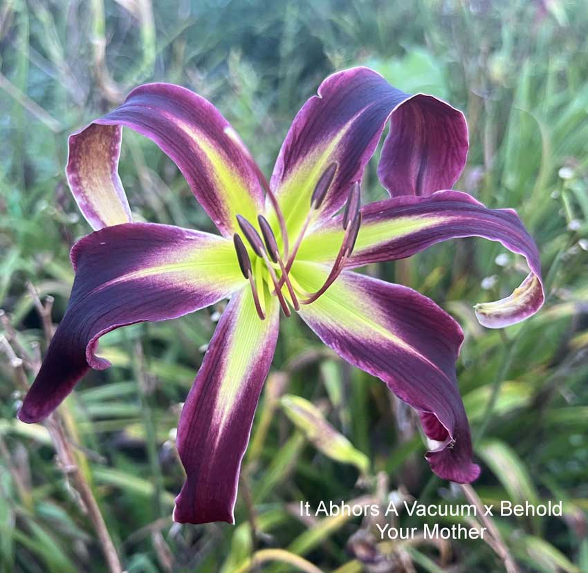 Give Me Liberty Or Give Me Cats